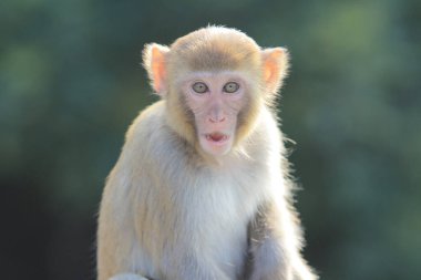 maymun Kam Shan Country Park, Kowloon, Hong Kong