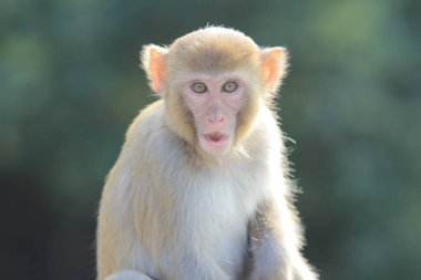 maymun Kam Shan Country Park, Kowloon, Hong Kong