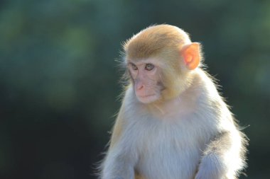 maymun Kam Shan Country Park, Kowloon, Hong Kong