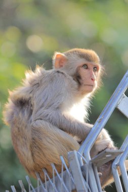 maymun Kam Shan Country Park, Kowloon, Hong Kong