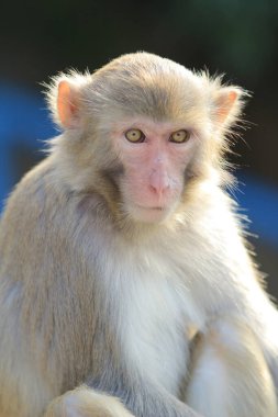 maymun Kam Shan Country Park, Kowloon, Hong Kong