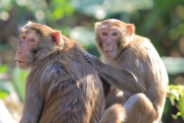 maymun Kam Shan Country Park, Kowloon, Hong Kong