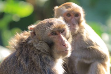 maymun Kam Shan Country Park, Kowloon, Hong Kong