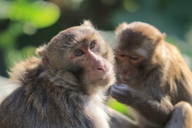 maymun Kam Shan Country Park, Kowloon, Hong Kong