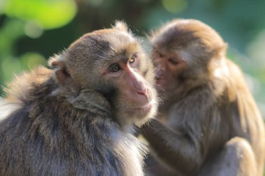 maymun Kam Shan Country Park, Kowloon, Hong Kong