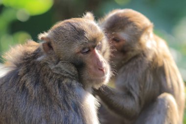 maymun Kam Shan Country Park, Kowloon, Hong Kong