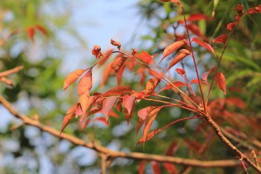 the Red maple leaves background, hong kong