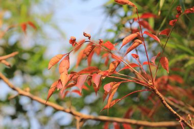 the Red maple leaves background, hong kong