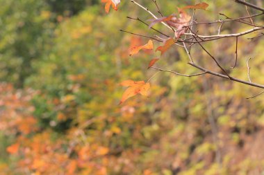 the Red maple leaves background, hong kong
