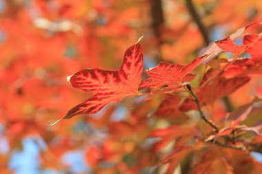 the Red maple leaves background, hong kong