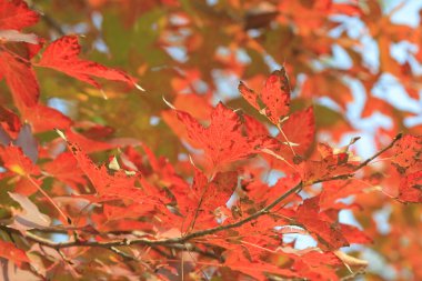 the Red maple leaves background, hong kong