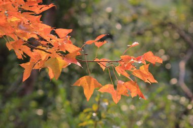 the Red maple leaves background, hong kong
