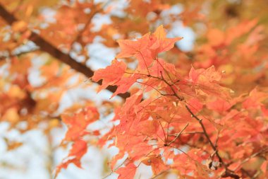 the Red maple leaves background, hong kong