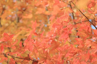 the Red maple leaves background, hong kong