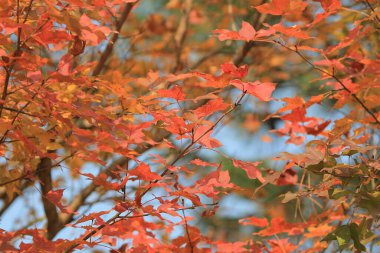 the Red maple leaves background, hong kong