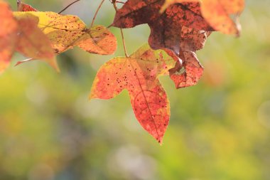 the Red maple leaves background, hong kong