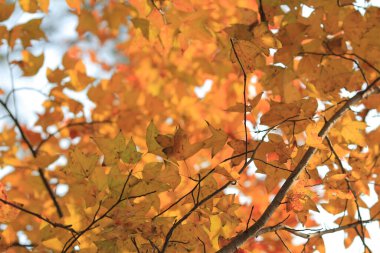 the Red maple leaves background, hong kong