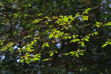 a Green plant leaf background, the nature concept