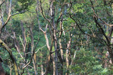a Green plant leaf background, the nature concept