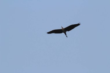 a blue sky, Great Blue Heron in flight