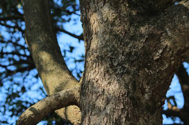 a trunks, natural background, Bark texture background pattern
