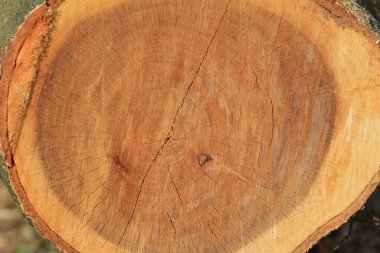 the Back ground designed from wood surfaces.