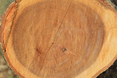 the Back ground designed from wood surfaces.