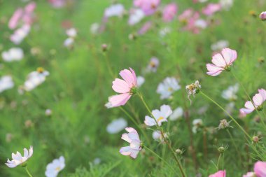 a Cosmos bipinnatus or mexican asterpink flowers