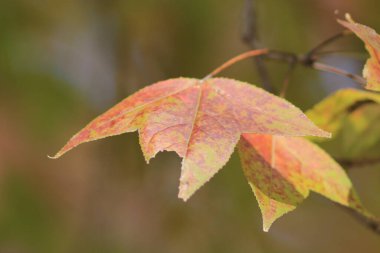a yellow LEAF AT sai kung HONG KONG