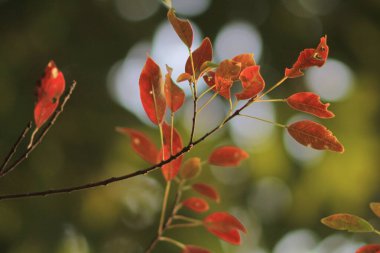 a yellow LEAVES AT sai kung HONG KONG