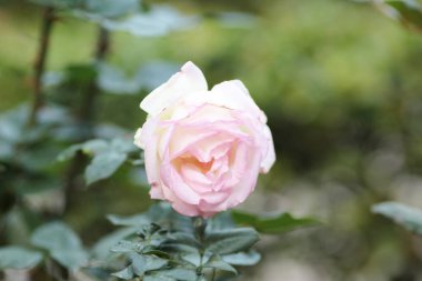 color of Rose with background, the nature concept
