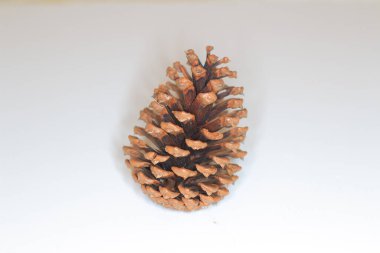 the Pine cone on white background twisted