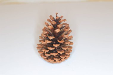the Pine cone on white background twisted