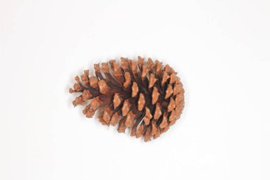 the Pine cone on white background twisted