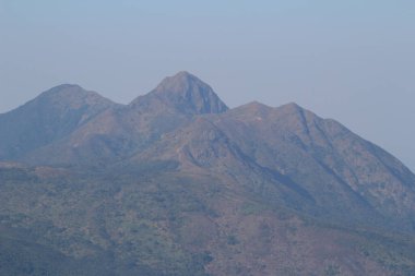 Bitki örtüsü, doğa konsepti.