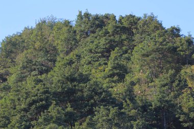 Bitki örtüsü, doğa konsepti.