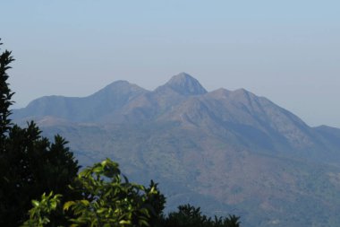 Bitki örtüsü, doğa konsepti.