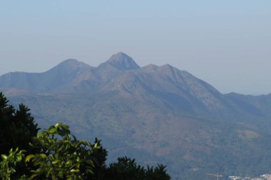 Bitki örtüsü, doğa konsepti.