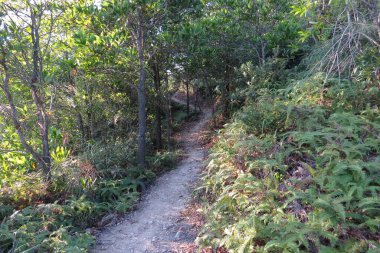 Yaprak resmi, doğa konsepti fotoğrafı.