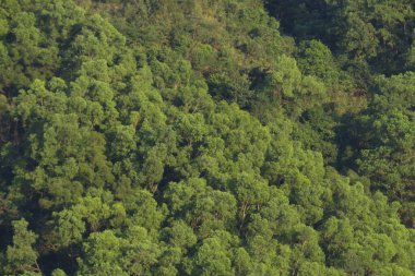 Yaprak resmi, doğa konsepti fotoğrafı.