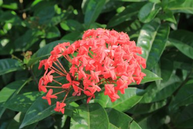 photograph of some red flowers taken in Jamaica.