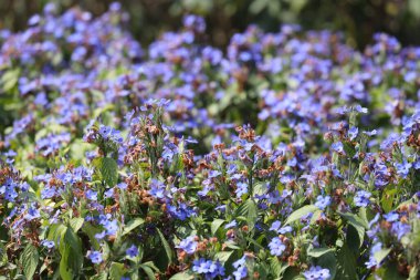 Eranthemum pulchellum veya Blue Sage, Death Camas