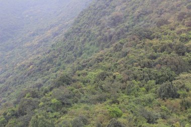 Bitki örtüsü, doğa konsepti.