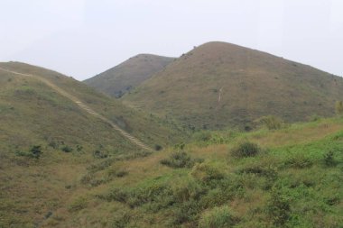 Bitki örtüsü, doğa konsepti.