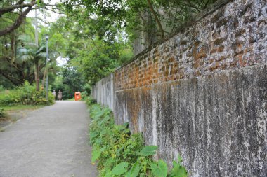 Bitki örtüsü, doğa konsepti.