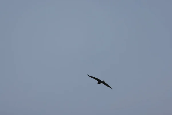 Silhuett Fågel Flyger Luften Solnedgången — Stockfoto