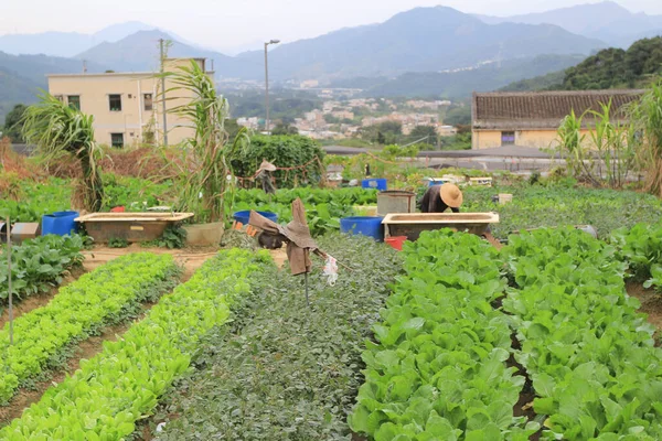 stock image 9 Nov 2013 farm at LAM TSUEN tai Po hong kong