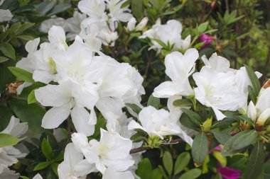 Açelya çiçeği, tam çiçekle, Rhododendron