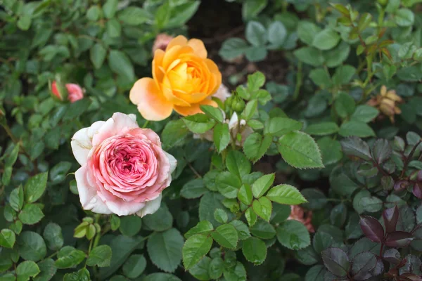 Gartenrose Blume Rosengarten — Stockfoto
