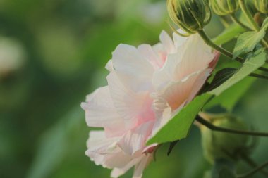 Bahçede pembe pamuk gül Hibiscus mutabilis Linn